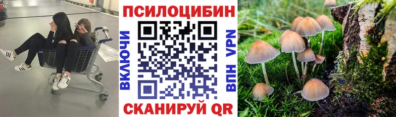 как найти Луза Псилоцибиновые грибы Cubensis